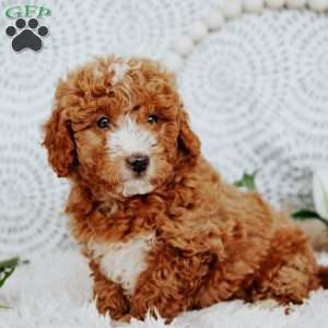Raine`, Mini Goldendoodle Puppy